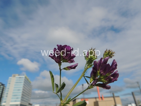 alfalfa